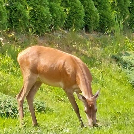 Domek Pod Holica 2 Bieszczady Устшики-Дольне Экстерьер фото