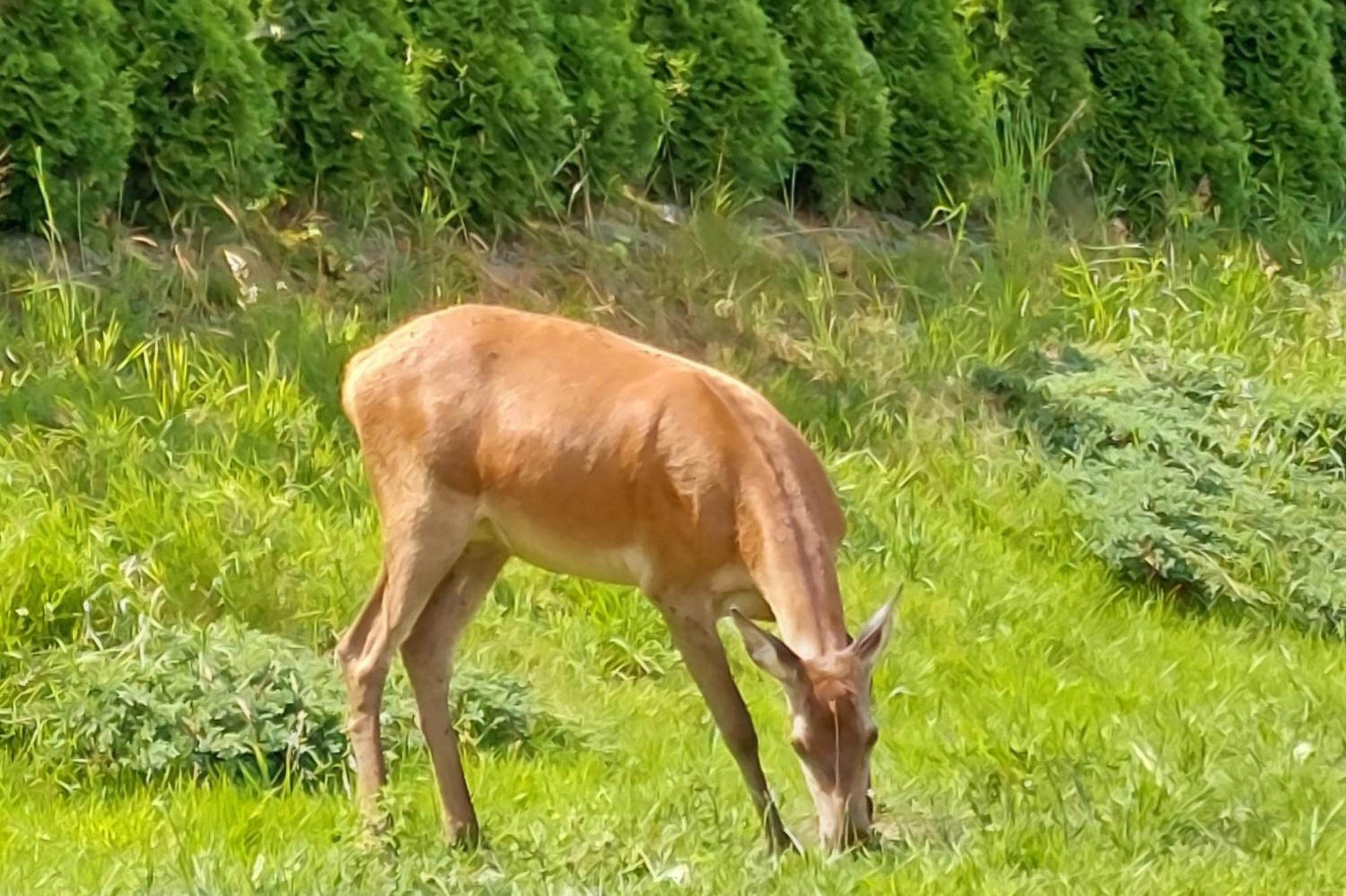 Domek Pod Holica 2 Bieszczady Устшики-Дольне Экстерьер фото